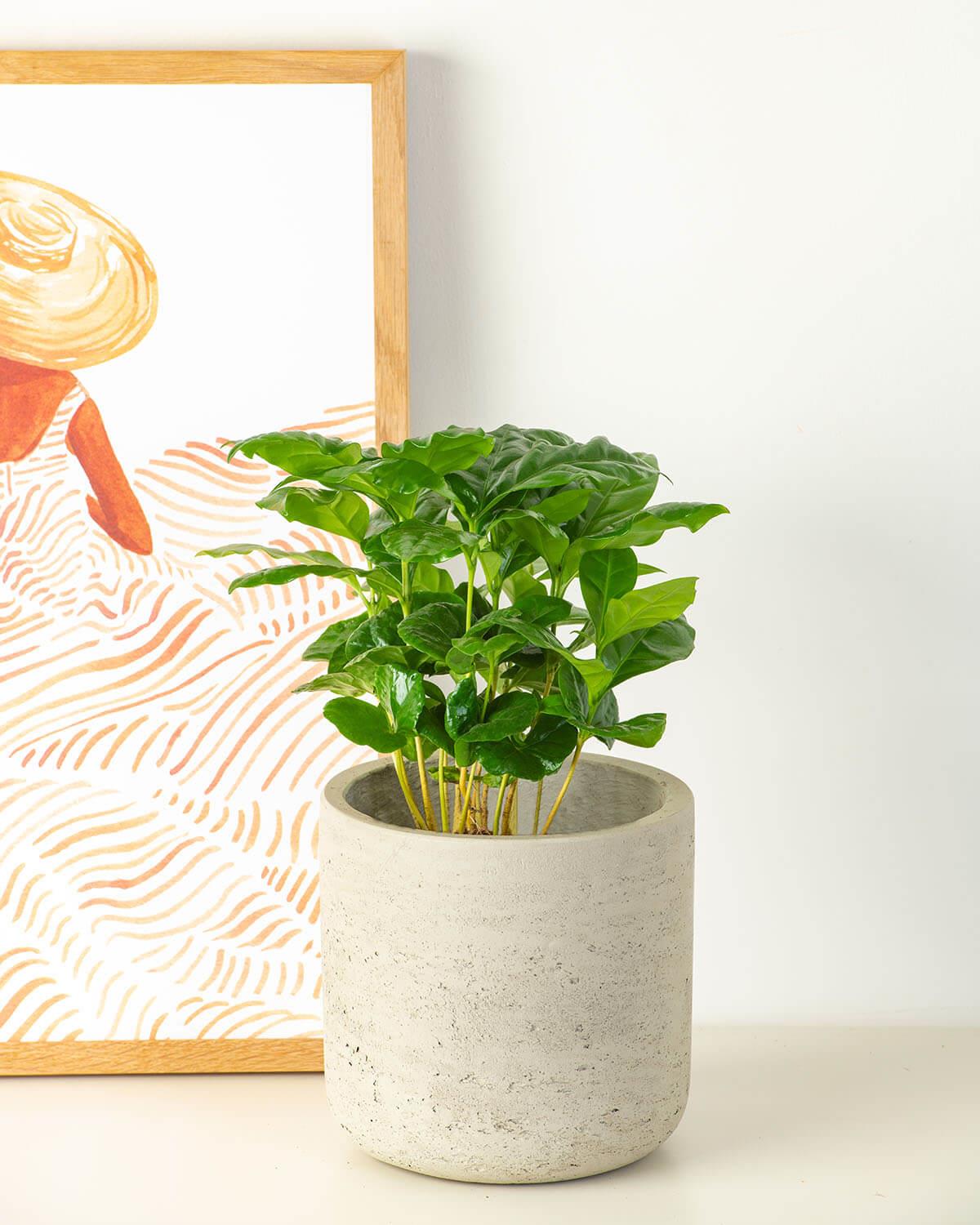 Coffee Plant