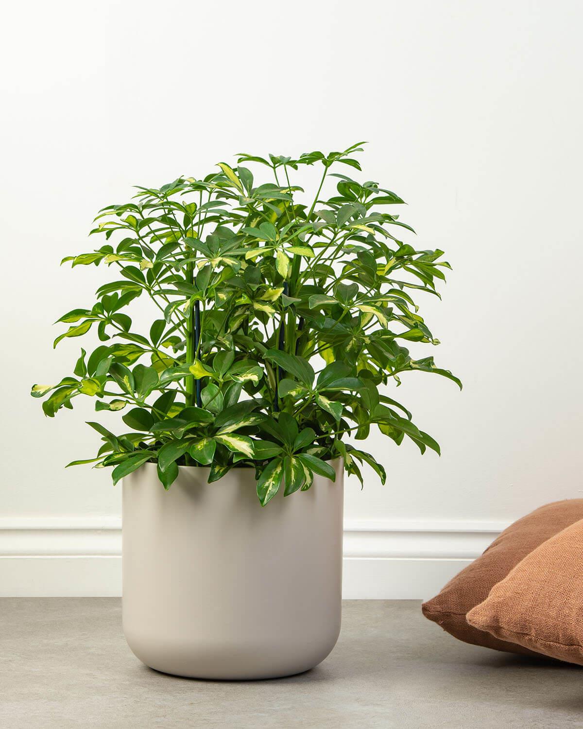 Golden Umbrella Tree
