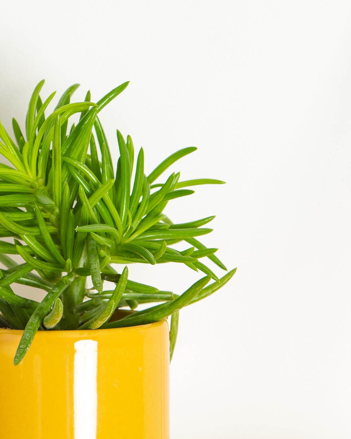 Lil' Senecio Himalaya