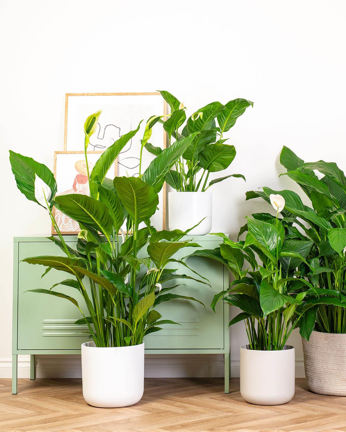 peace lily pot size Peace Lily | Spathiphyllum
