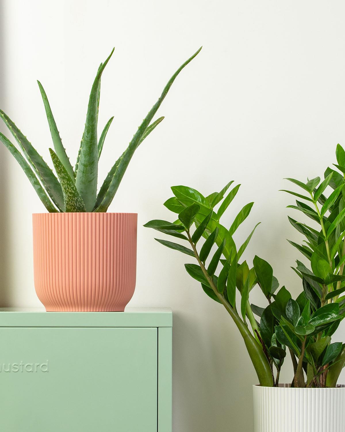 Air Purifying Bundle Aloe Vera