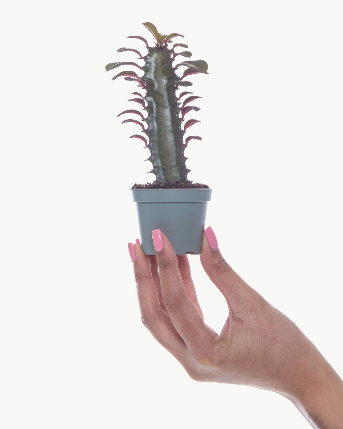 Lil' African Milk Tree