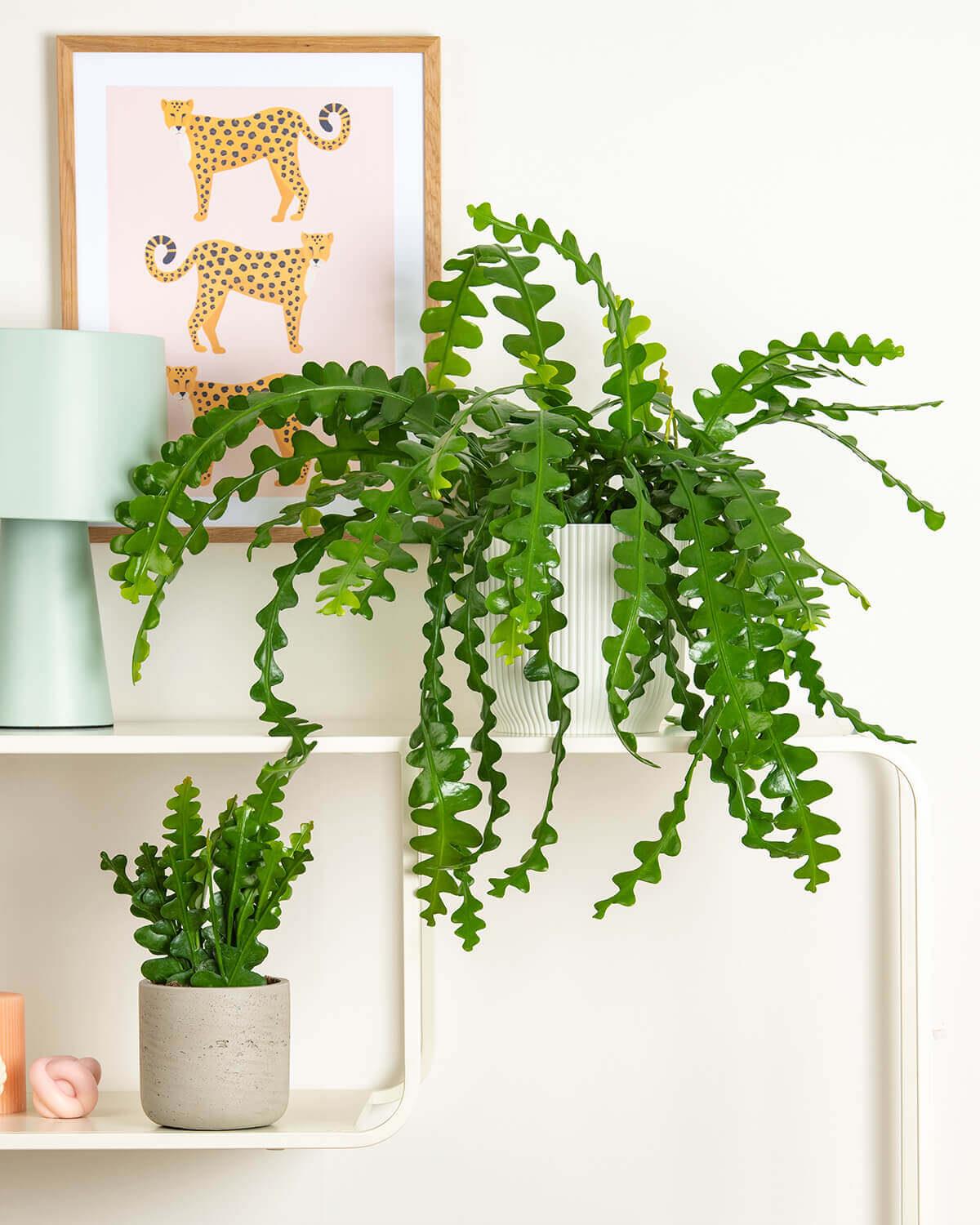 Fishbone cactus – Epiphyllum anguliger - 15cm Hanging Basket