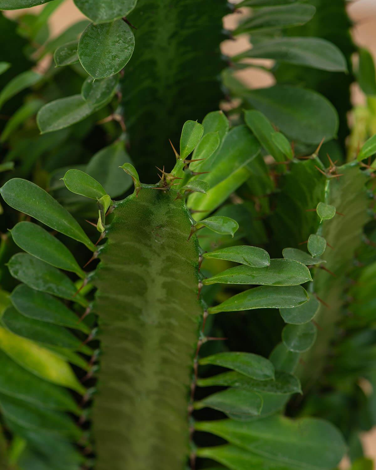 African Milk Tree Close Up Cactus