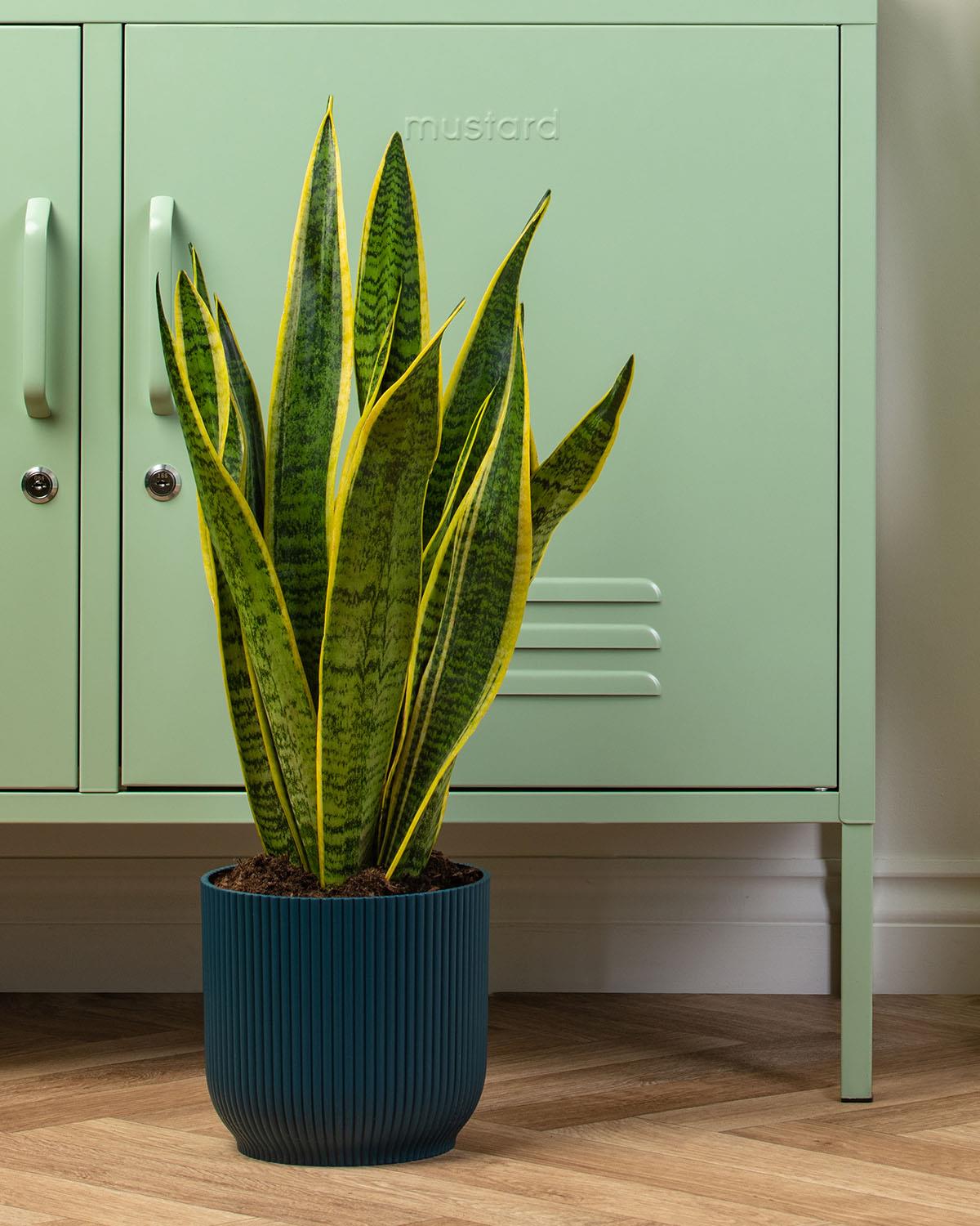 Air Purifying Bundle Snake Plant