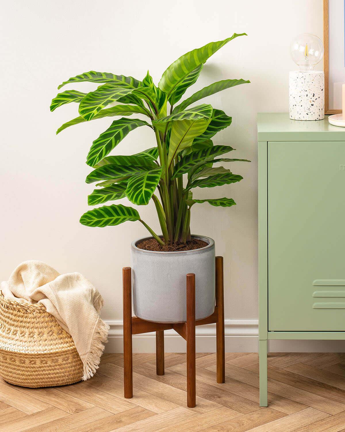 Zebrina Prayer Plant