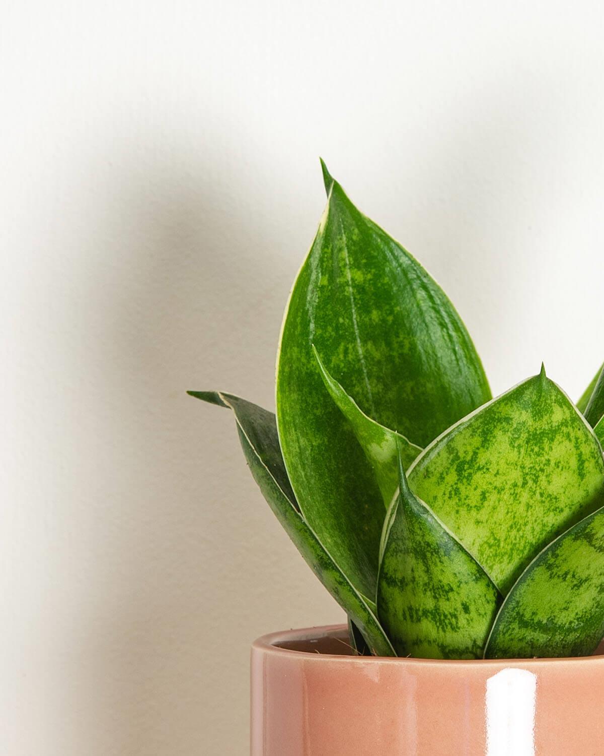 Lil' Snake Plant
