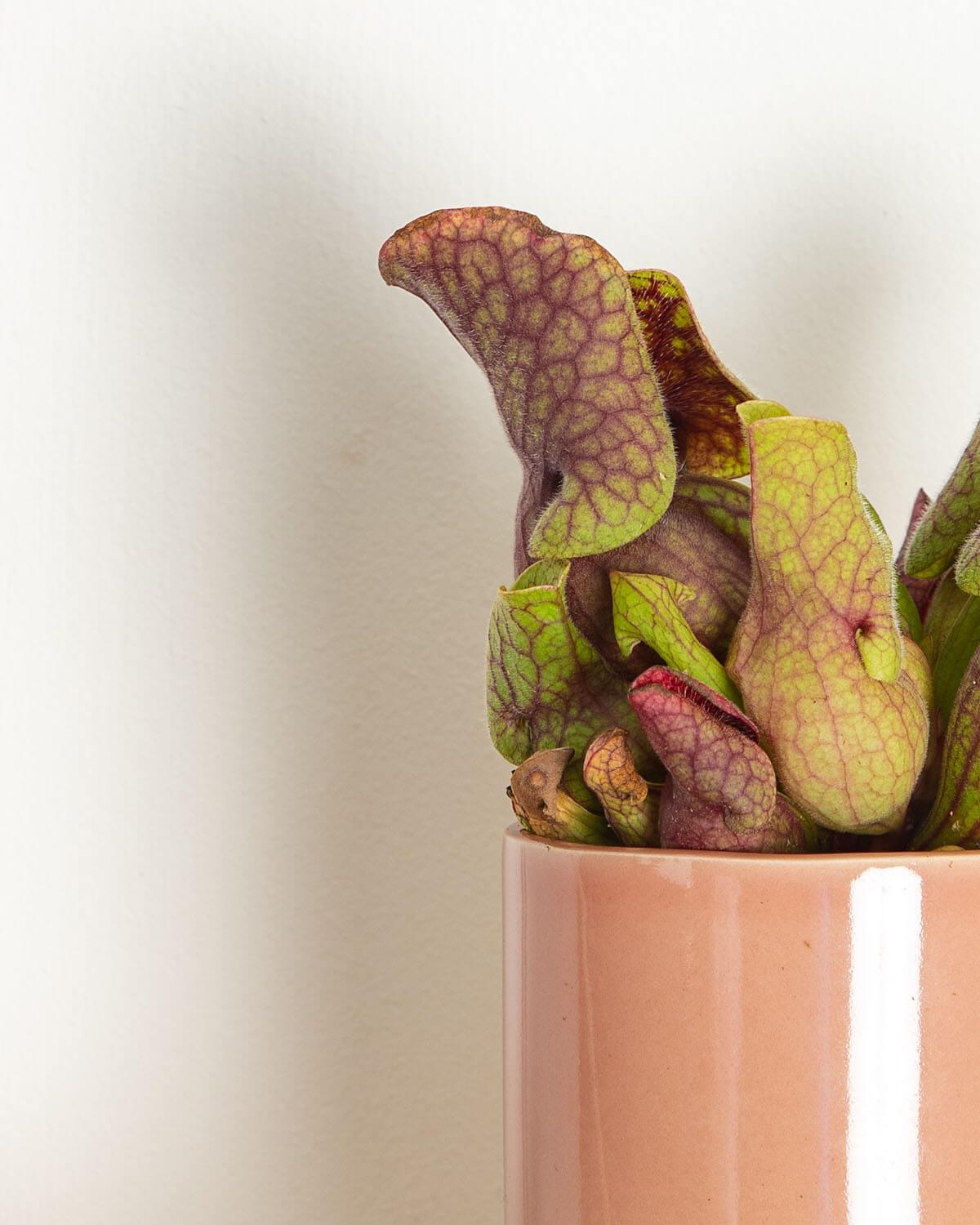 Lil' Venus Fly Trap