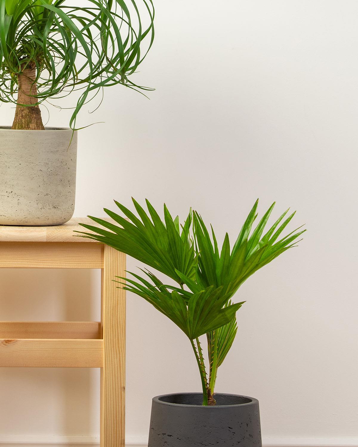 Palm Bundle