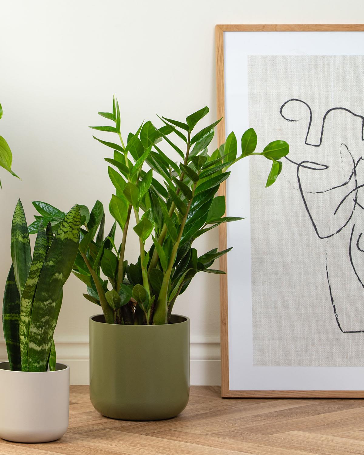 Shade Tolerant Bundle