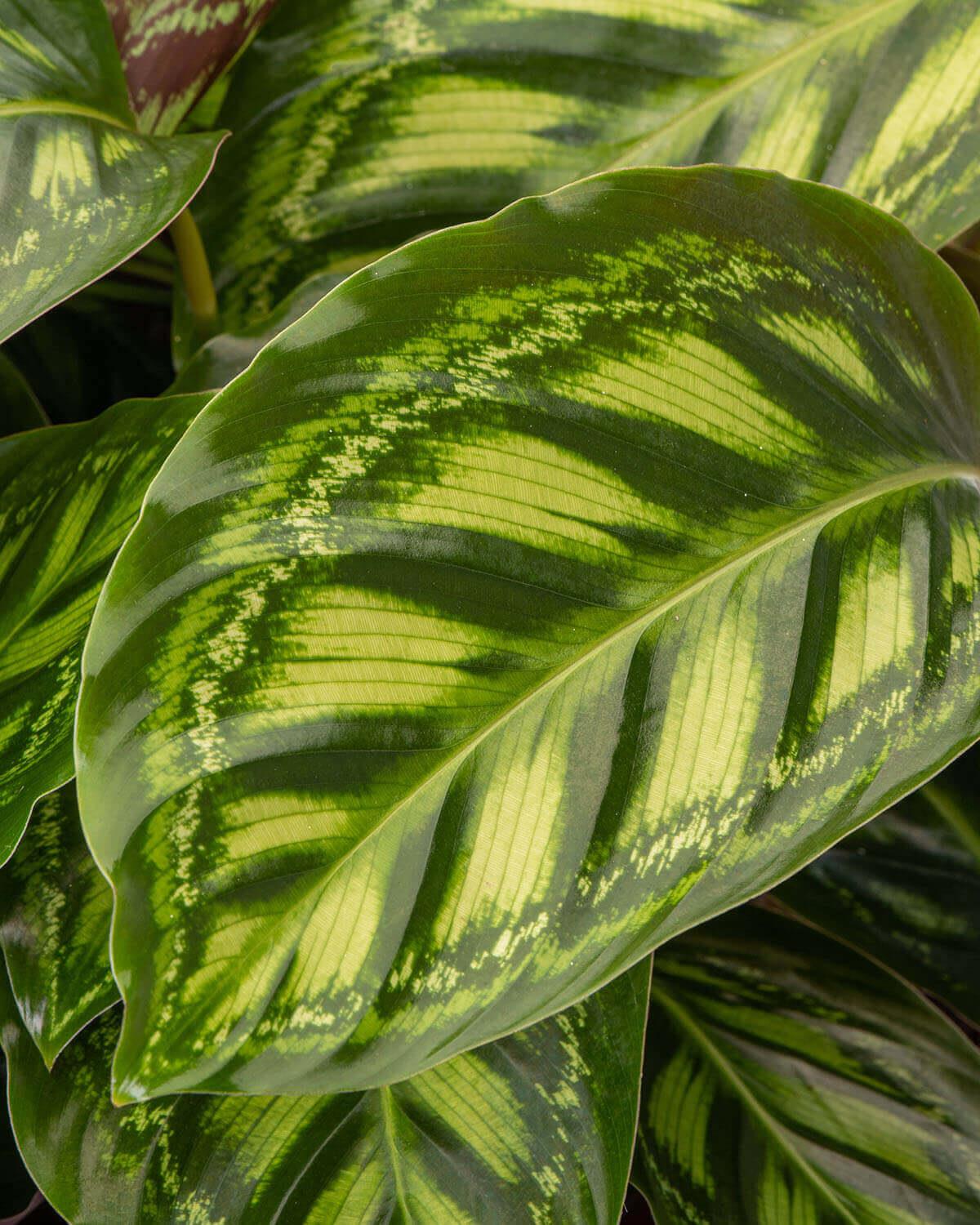 Flamestar Prayer Plant