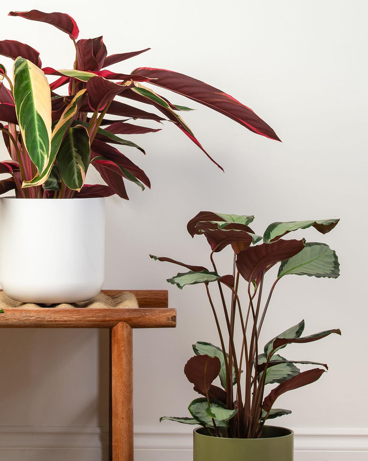 Calathea Bundle