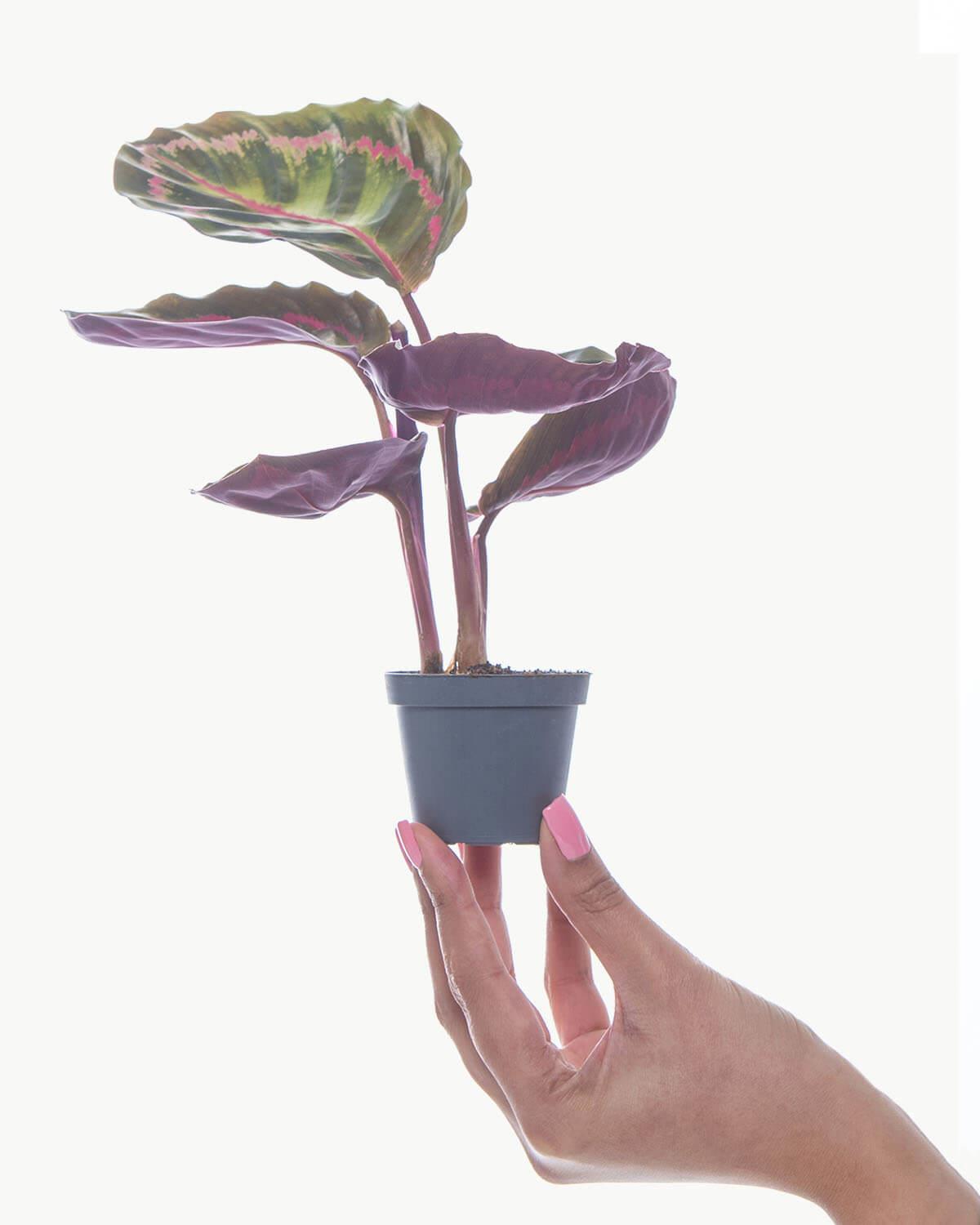 Lil' Medallion Prayer Plant