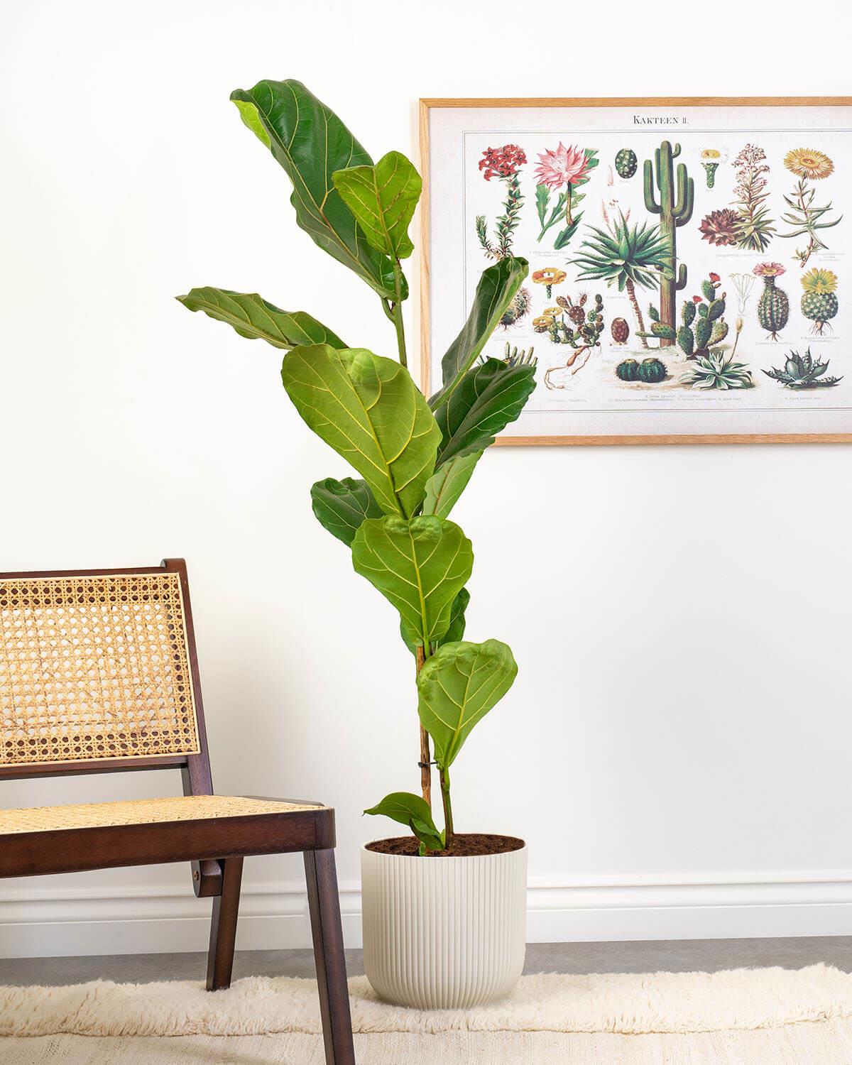 Fiddle-leaf Fig