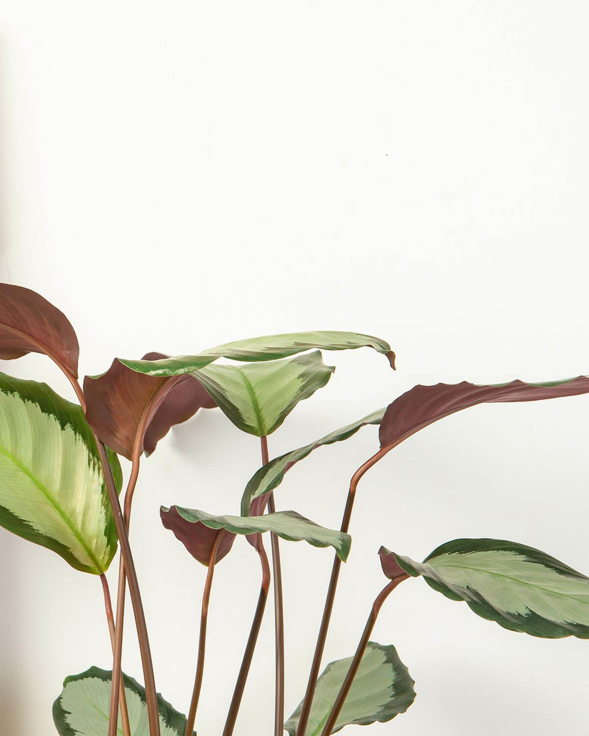 Picturata Prayer Plant