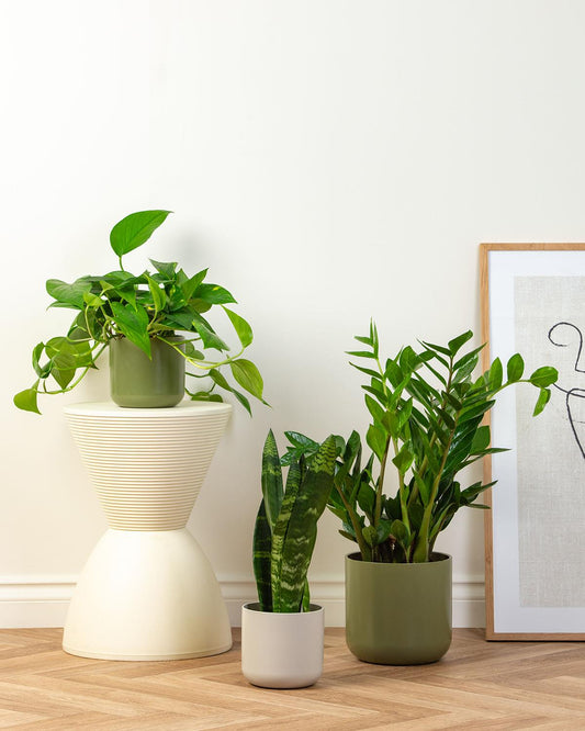 Shade Tolerant Bundle