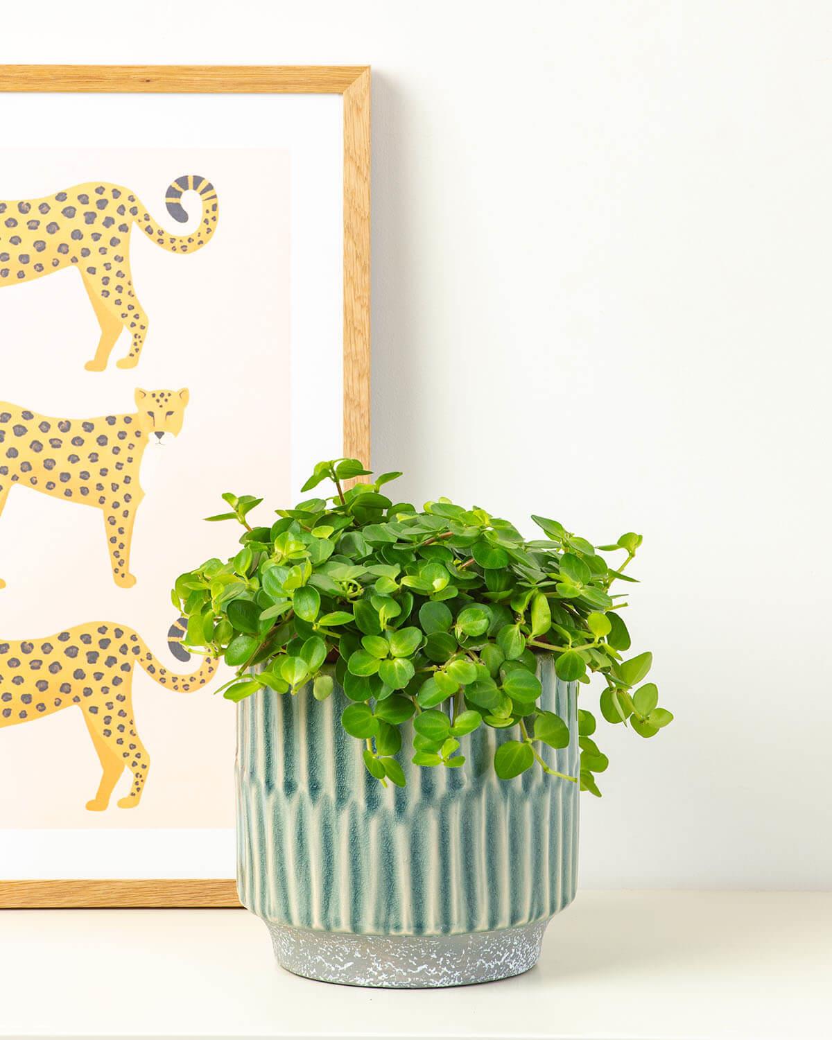 Trailing Jade Plant