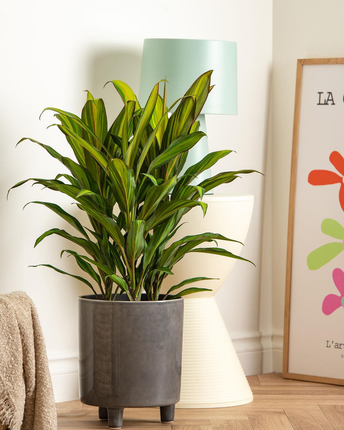 cordyline kiwi indoor plant Cordyline Kiwi | Cordyline Fruticosa