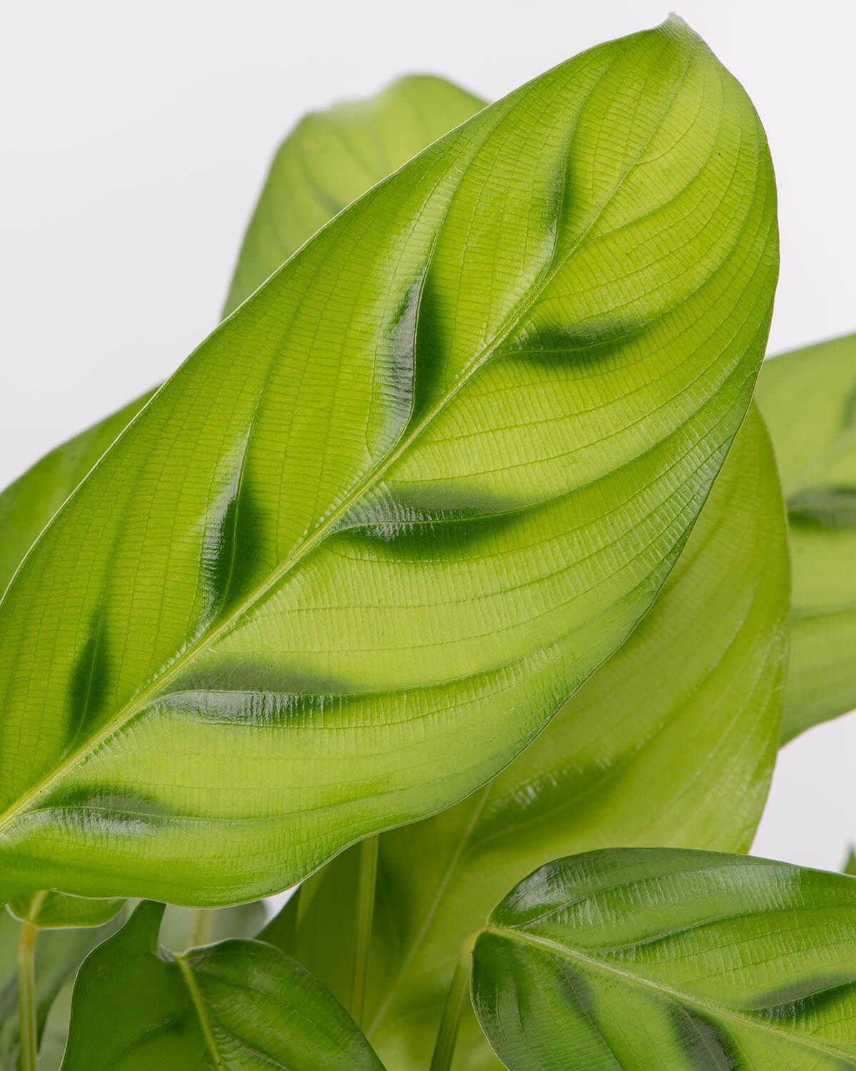 Leopardina Prayer Plant