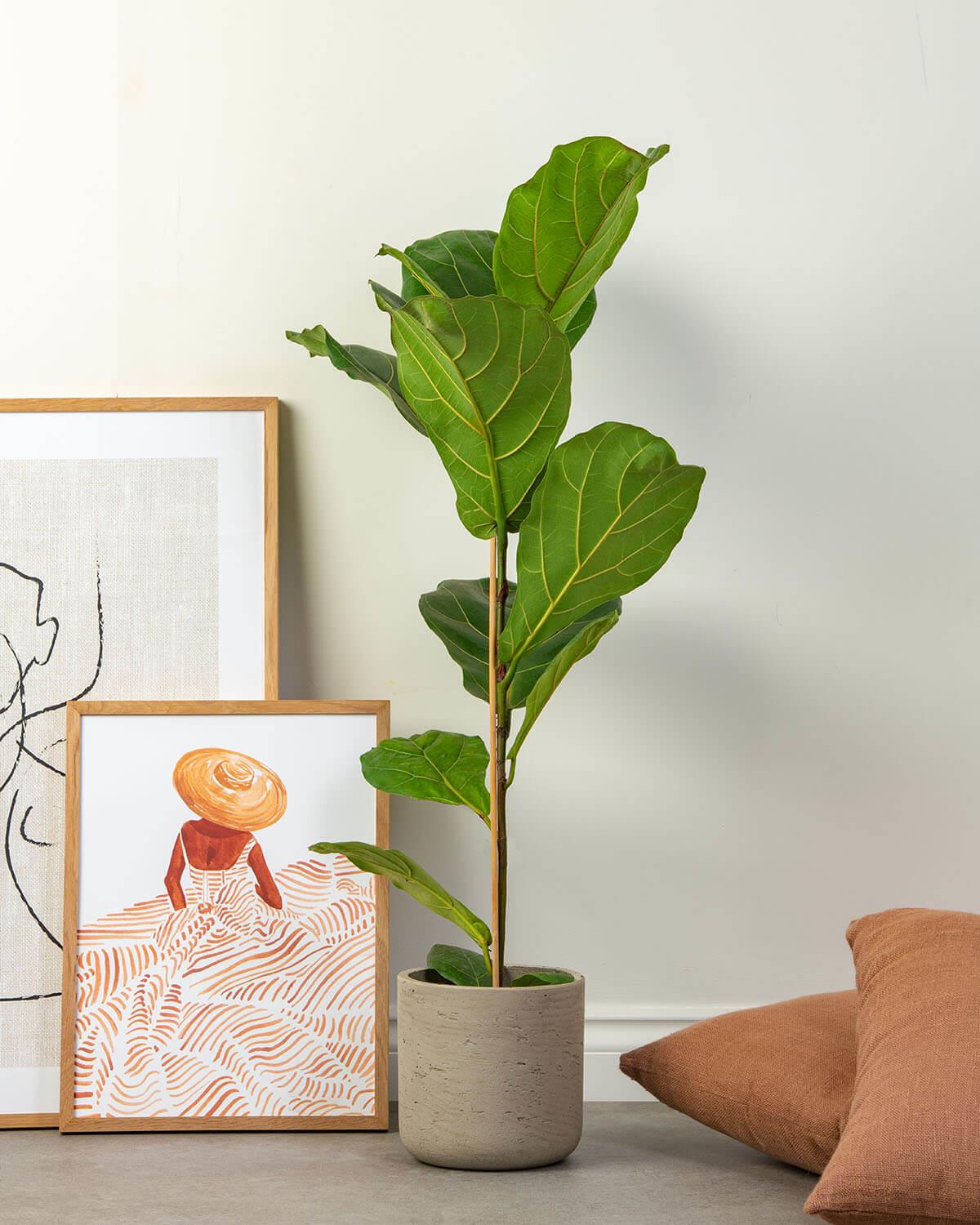 Fiddle-leaf Fig