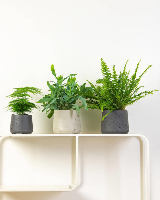 Addison Plant Pot Grey and Black