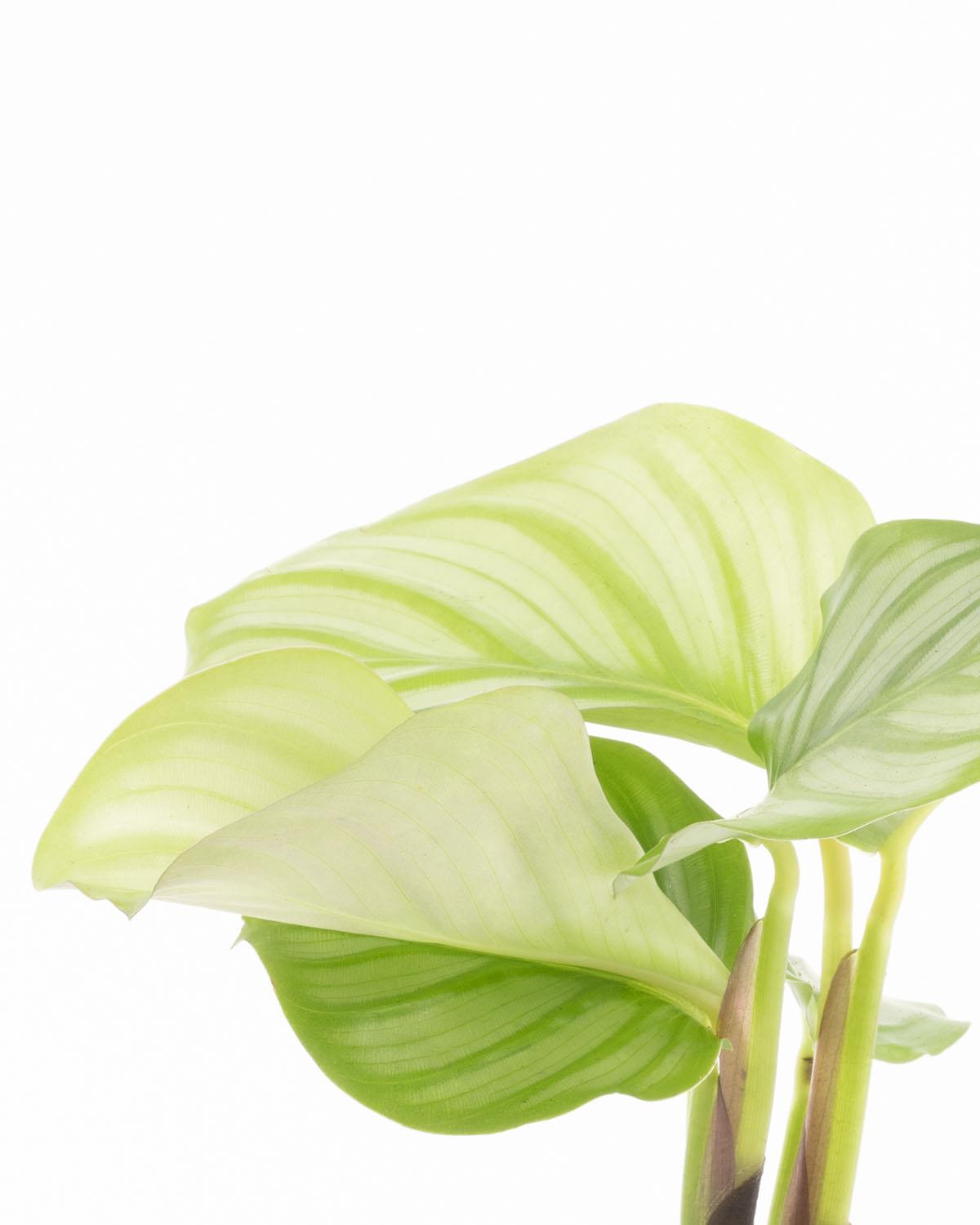 Lil' Orbifolia Prayer Plant