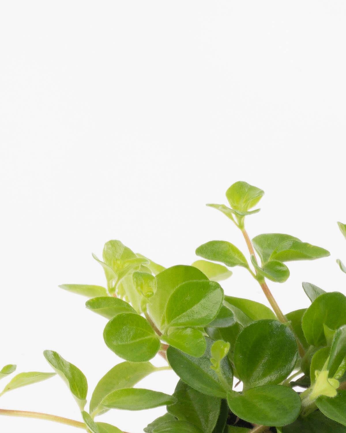 Lil' Trailing Jade Plant