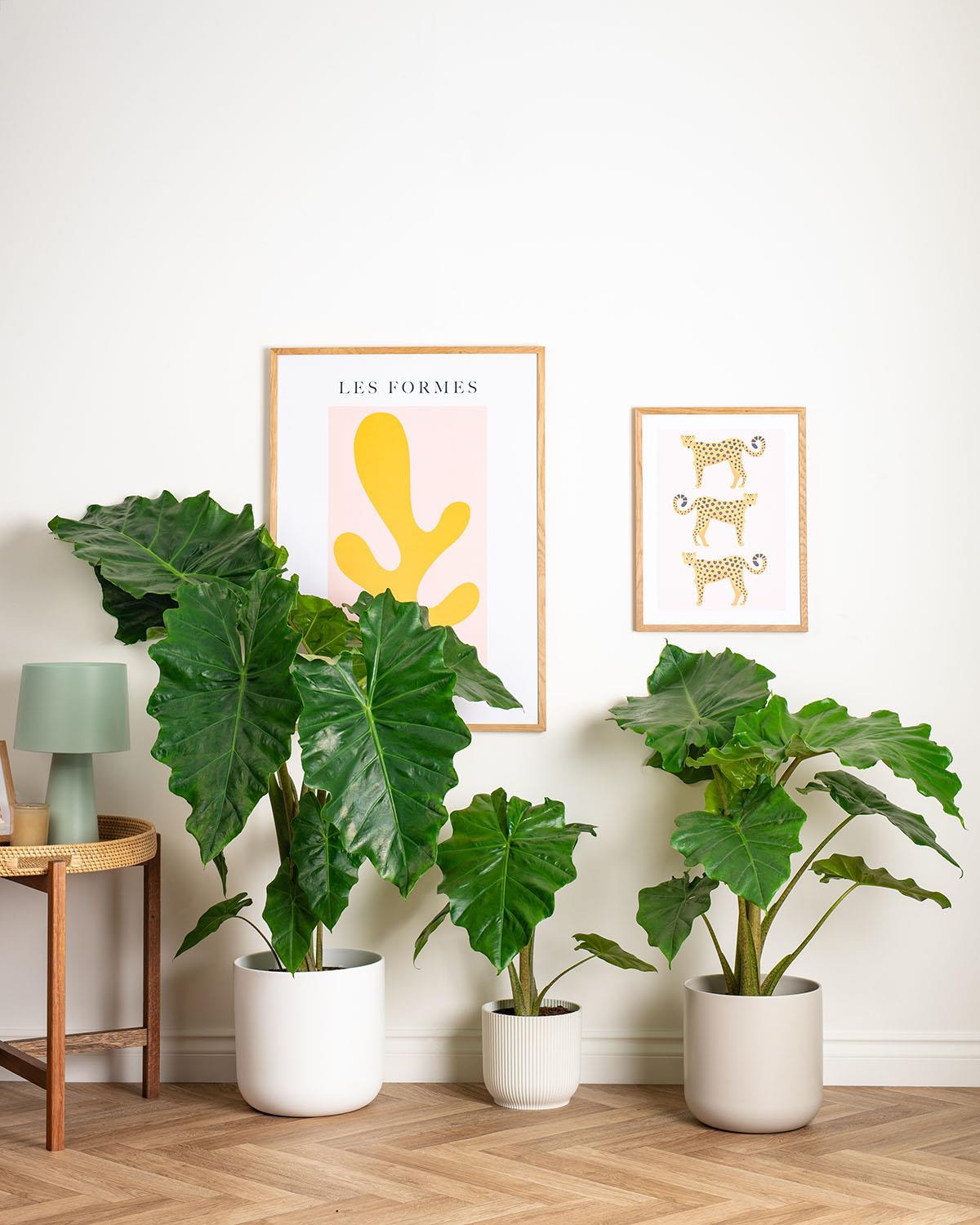 elephant ears plant care uk Upright Elephant Ear | Alocasia Portodora