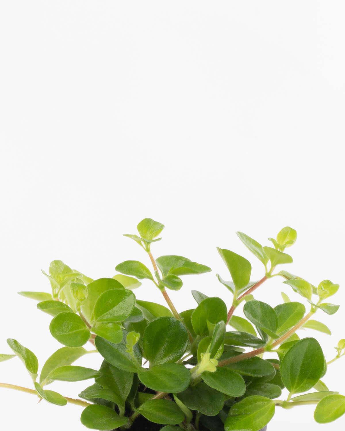 Lil' Trailing Jade Plant