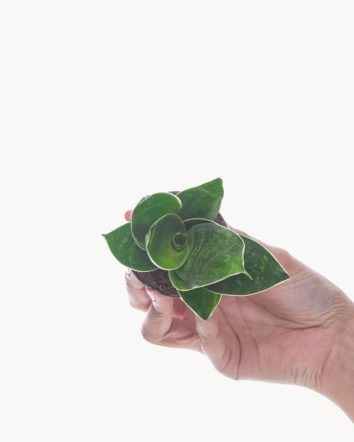 Lil' Snake Plant