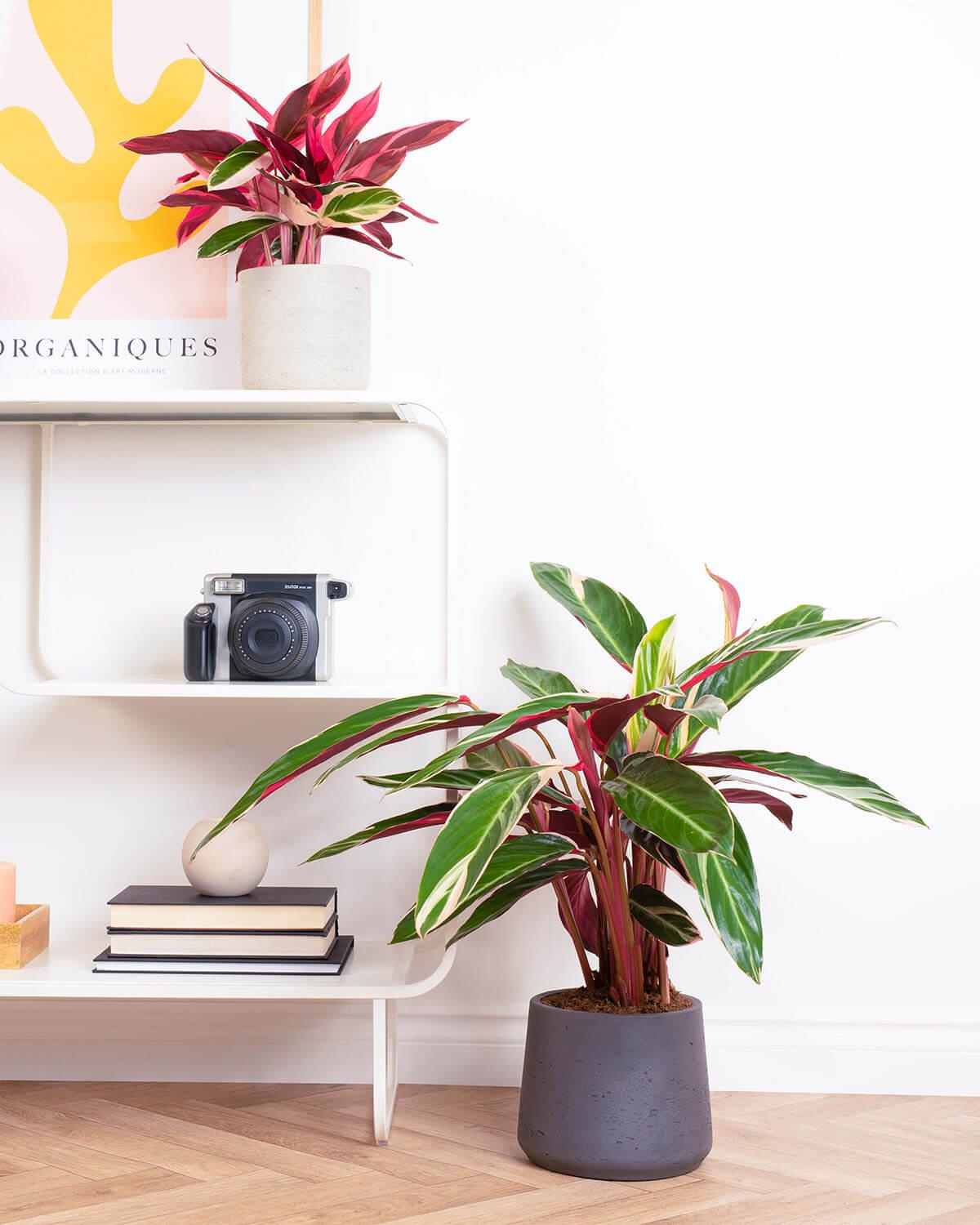 Triostar Prayer Plant | Calathea Stromanthe Triostar