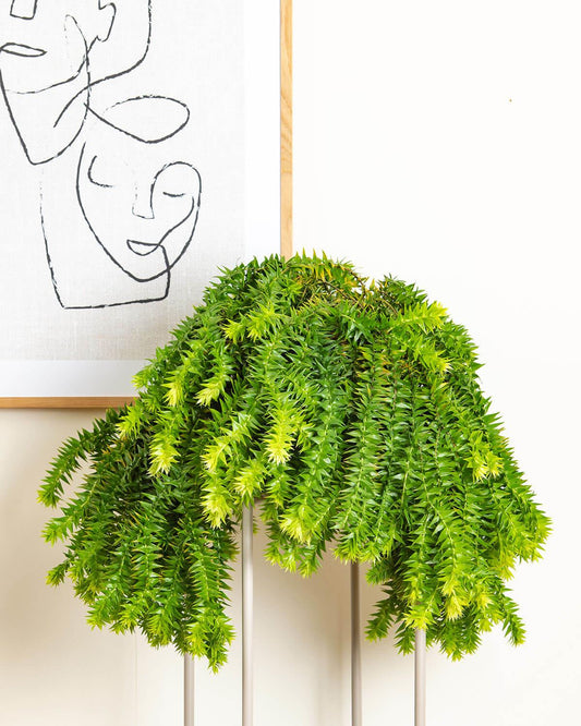 Tassel Fern
