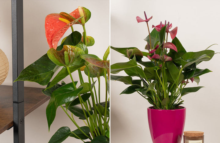 Flamingo Plant Care Guide