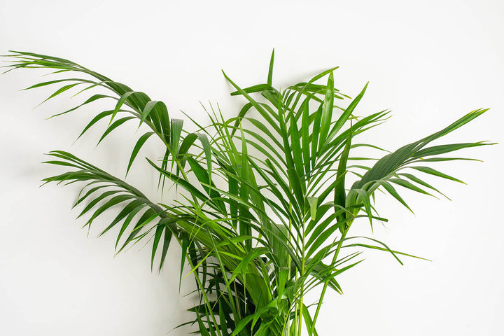 Prickle Plants Kentia Palm Indoor Plant