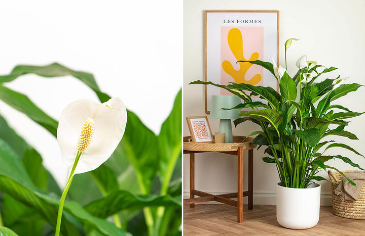 Peace Lily Plant Care