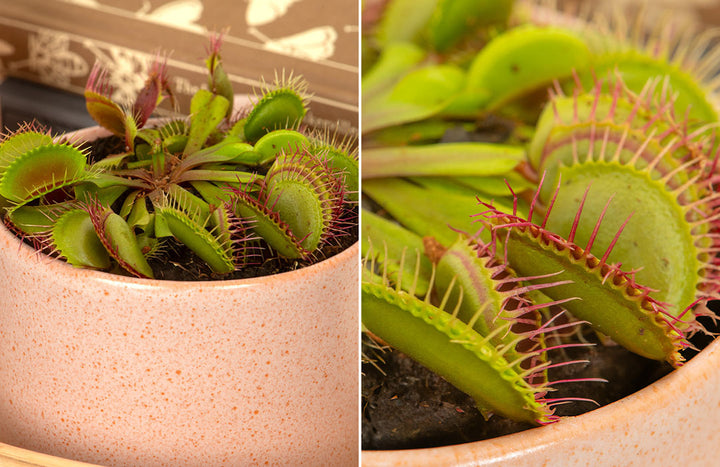 Venus Fly Trap Care Guide