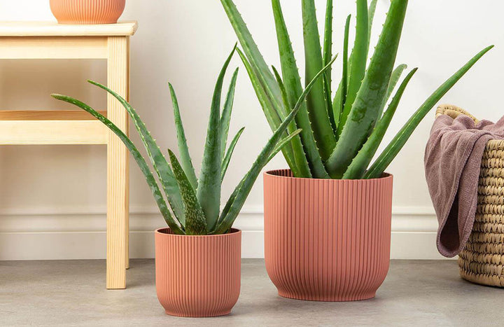 Aloe Vera Plant Care