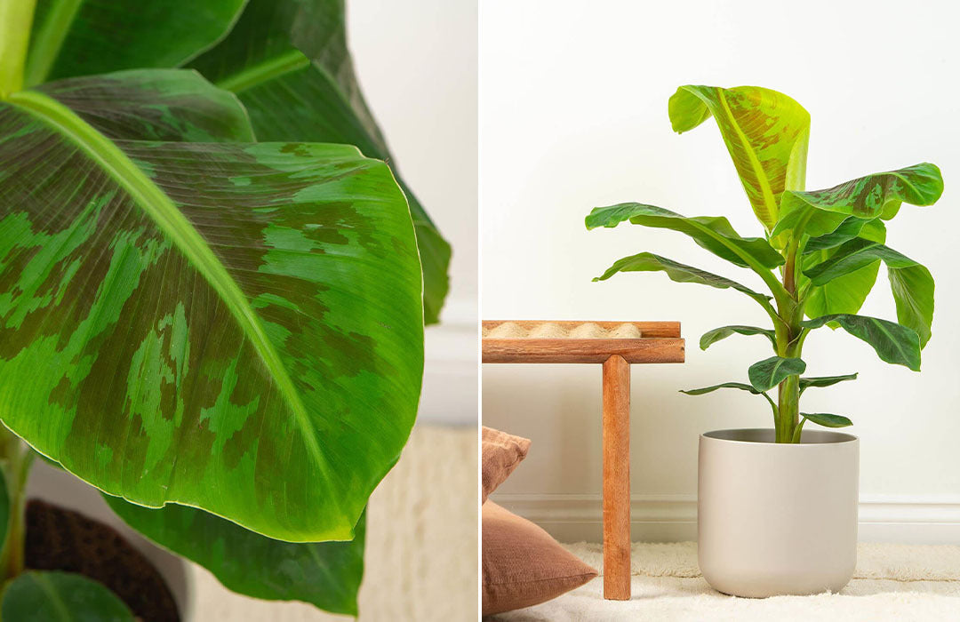 How to Care for a Banana Plant Indoors