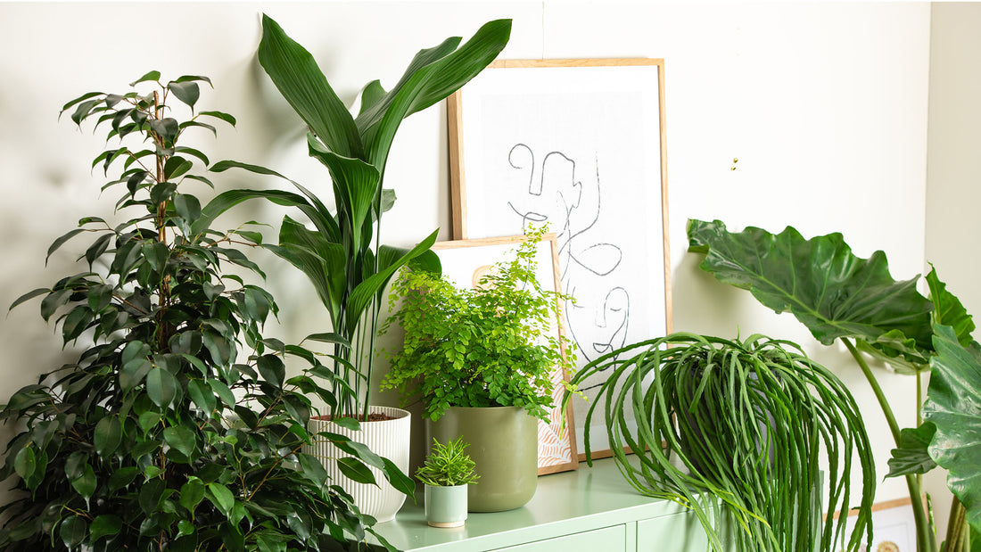 Prickle Plants Living room jungle