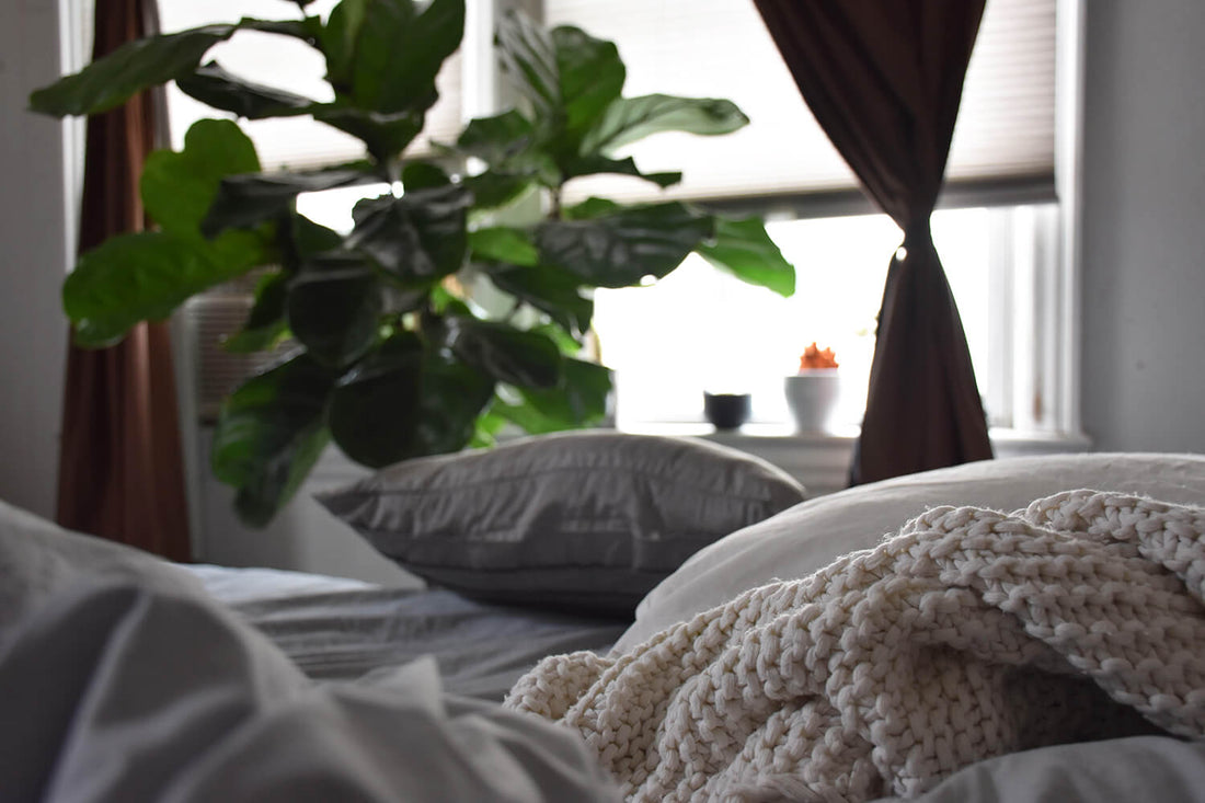 Best Plants for your Bedroom | Prickle Plants