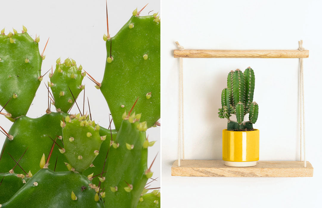 Essential Indoor Cactus Care: Tips for Thriving Houseplants