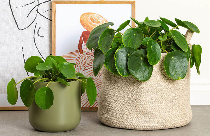 Chinese Money Plant Care