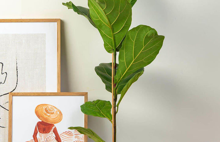 Fiddle Leaf Fig Care