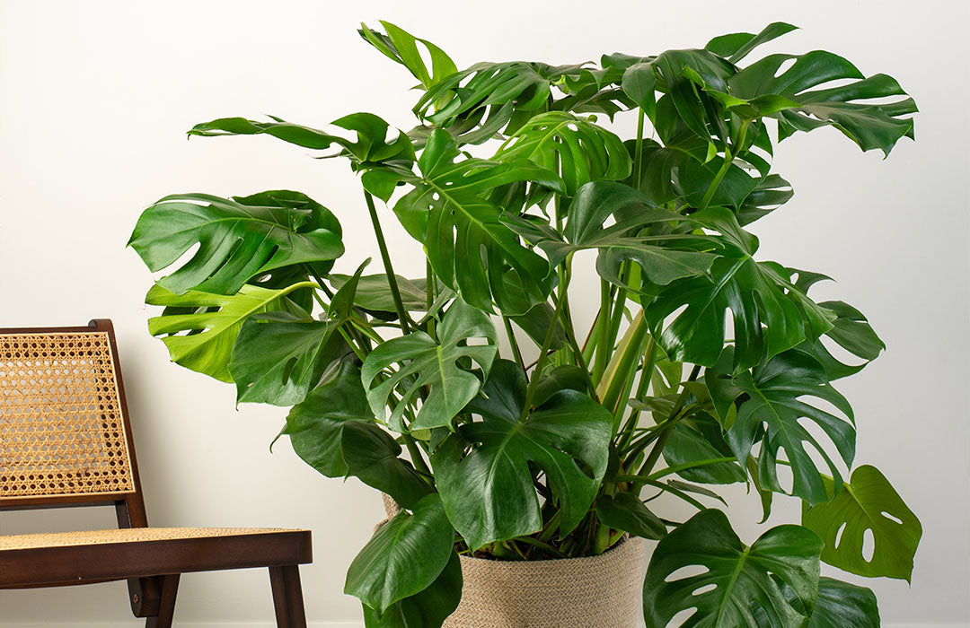 A guide to the Monstera Deliciosa | Prickle