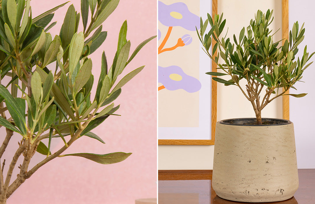 Indoor Olive Tree Care Guide
