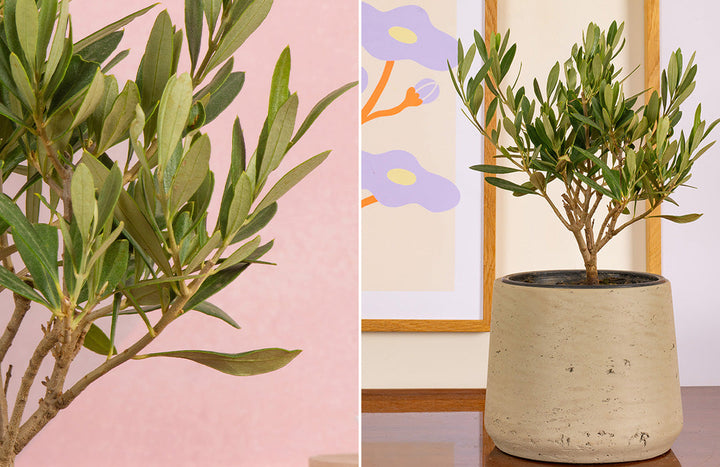 Indoor Olive Tree Care Guide