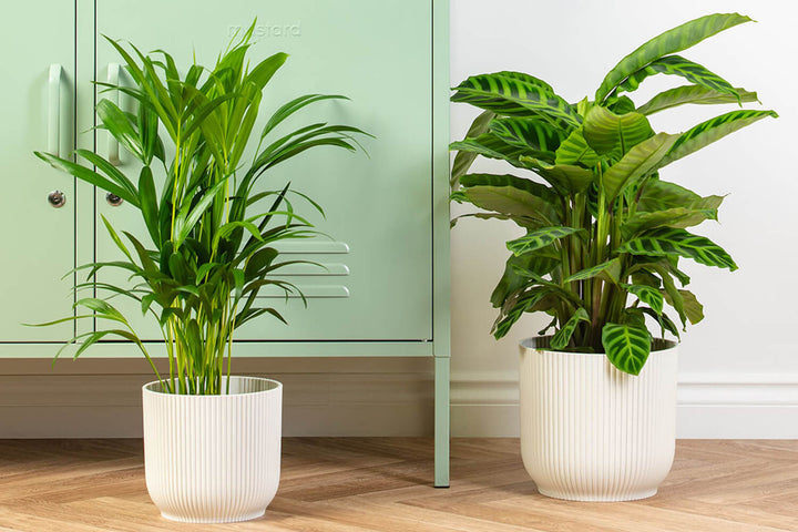 Pet Friendly House Plants | Prickle Plants