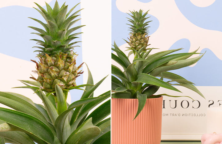 Pineapple Plant Care