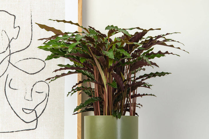 Prickle Plants Calathea Elgergrass Indoor Plant