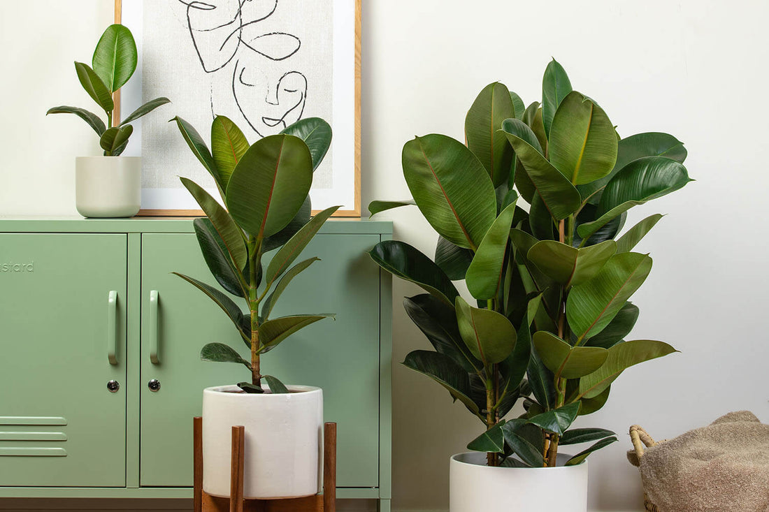 How to Grow and Care for Rubber Plants Indoors